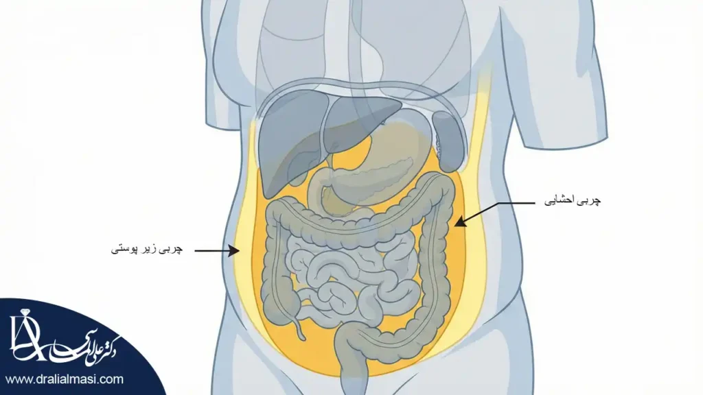 اینفوگرافیک مقایسه چربی زیرپوستی و چربی احشایی