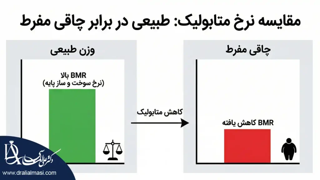 اینفوگرلفی مقایسه نرخ متابولیک