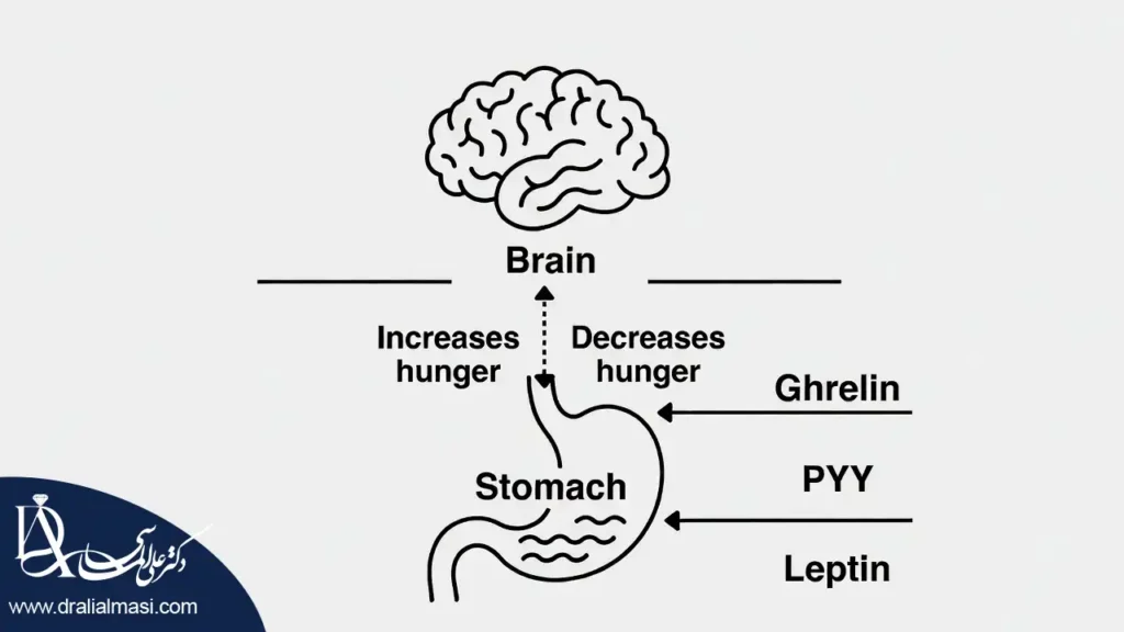 اینفوگرافی نشان دهنده نقش مغز و هورمون ها در تنظیم اشتها